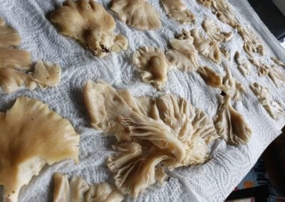 Cleaned Oyster Mushrooms