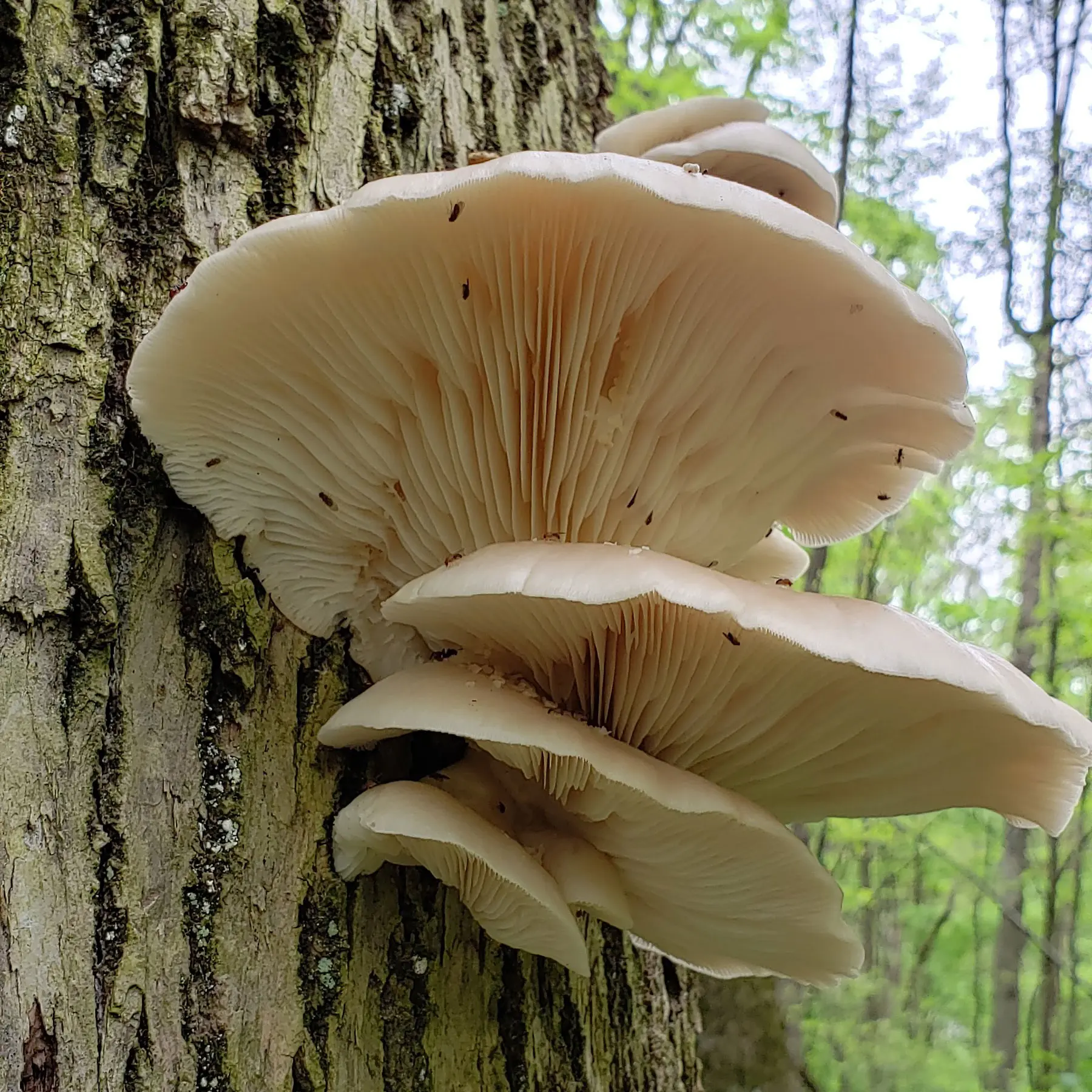 Oyster Mushrooms in the Spring