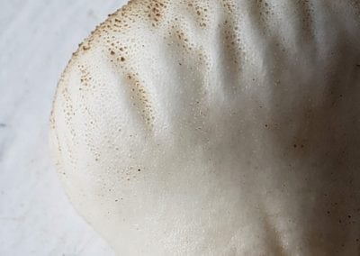 Sideview of a Gemcap Puffball Mushroom