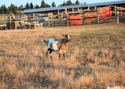 Goats in Butte Montana