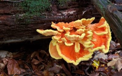 7 Amazing Wild Mushrooms in PA