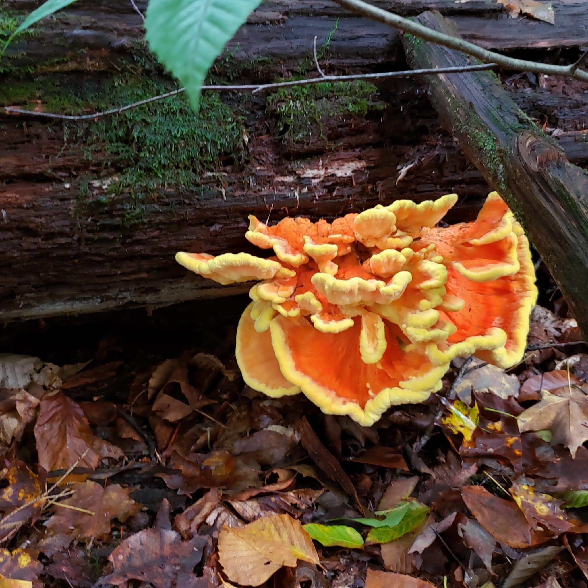 chicken-of-the-woods