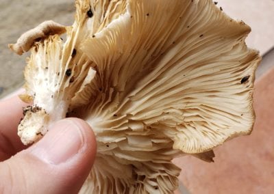 Old Oyster Mushroom
