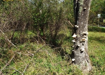 Oyster Mushroom on Dead Tree