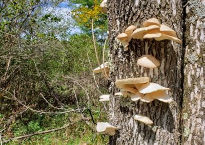 Close up of Oyster Mushrooms on Tree