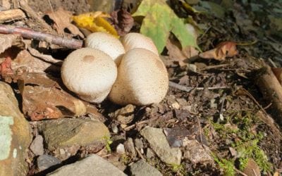 Pear-Shaped Puffball Mushrooms