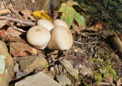 Puffballs in the woods