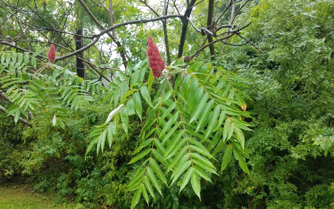 Staghorn Sumac – No, its not Poisonous