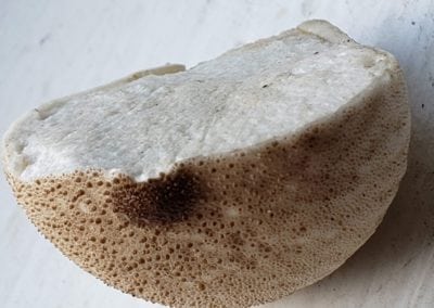 Top sliced view of a Gemcap Puffball Mushroom