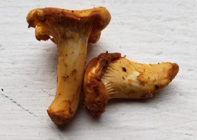 Small Chanterelly Mushrooms