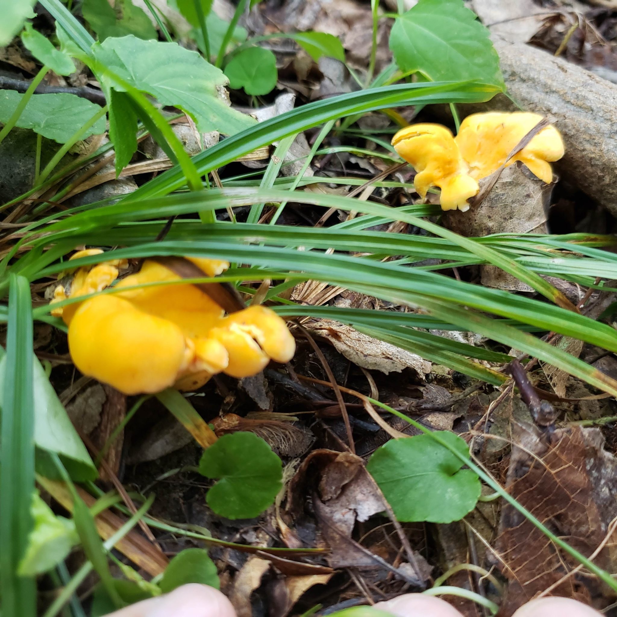 chanterelles-hiding Oyster Mushrooms in the Spring