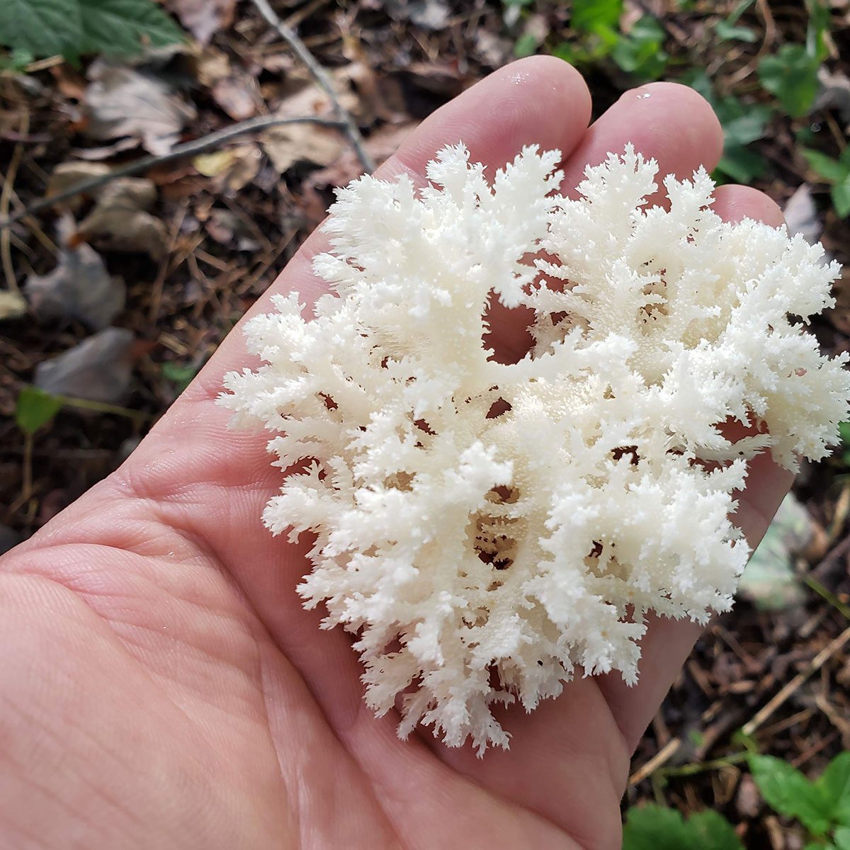 Handful of coral mushrooms