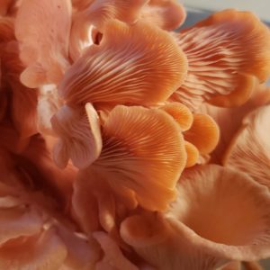 Buy Oyster Mushrooms in Ligonier