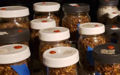 Easy to Make Mushroom Grain Jar Caps