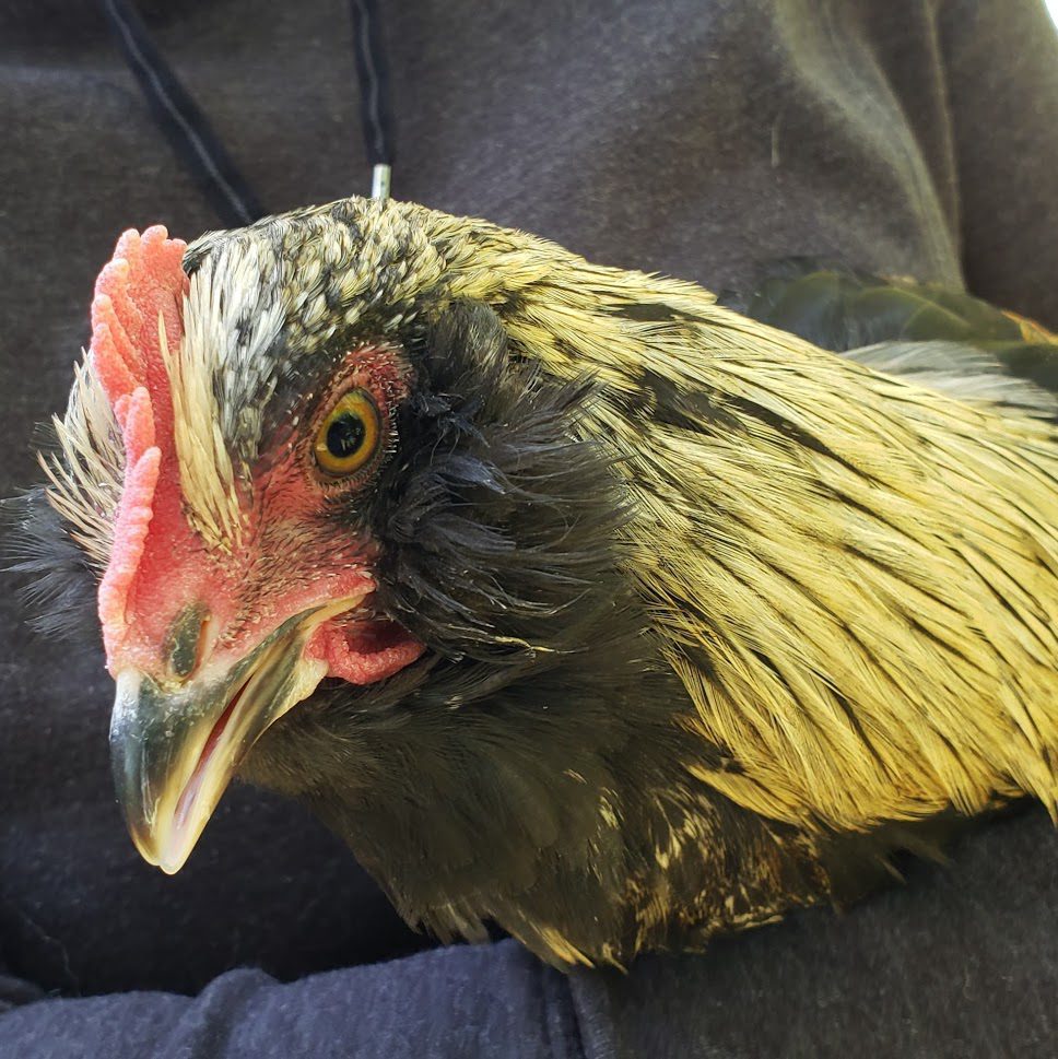 marge-three Marge - Ligonier Chickens