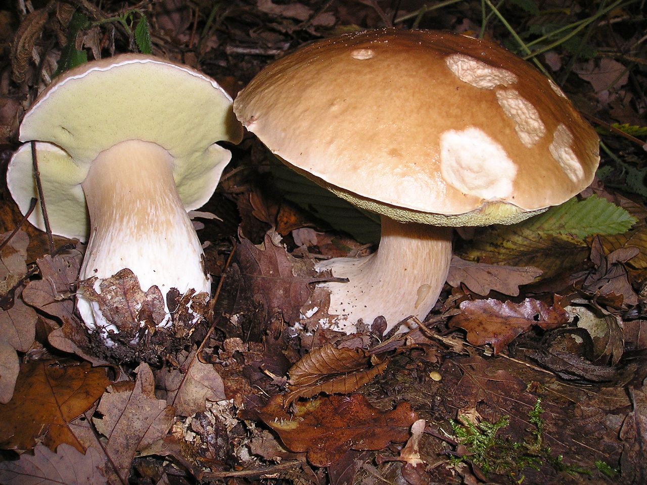 Boletus Edulis - King Bolet