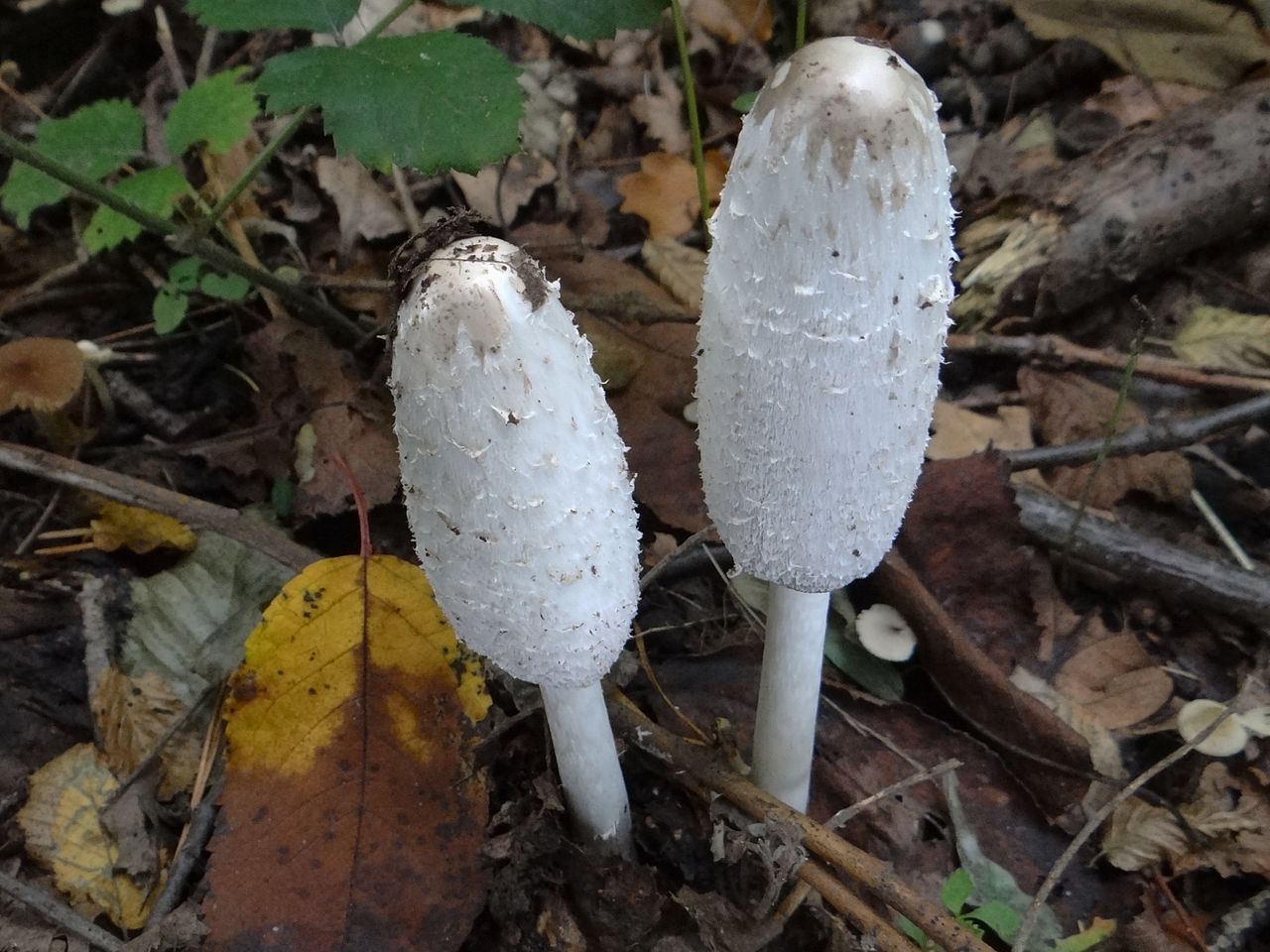 Coprinus comatus shaggy mane