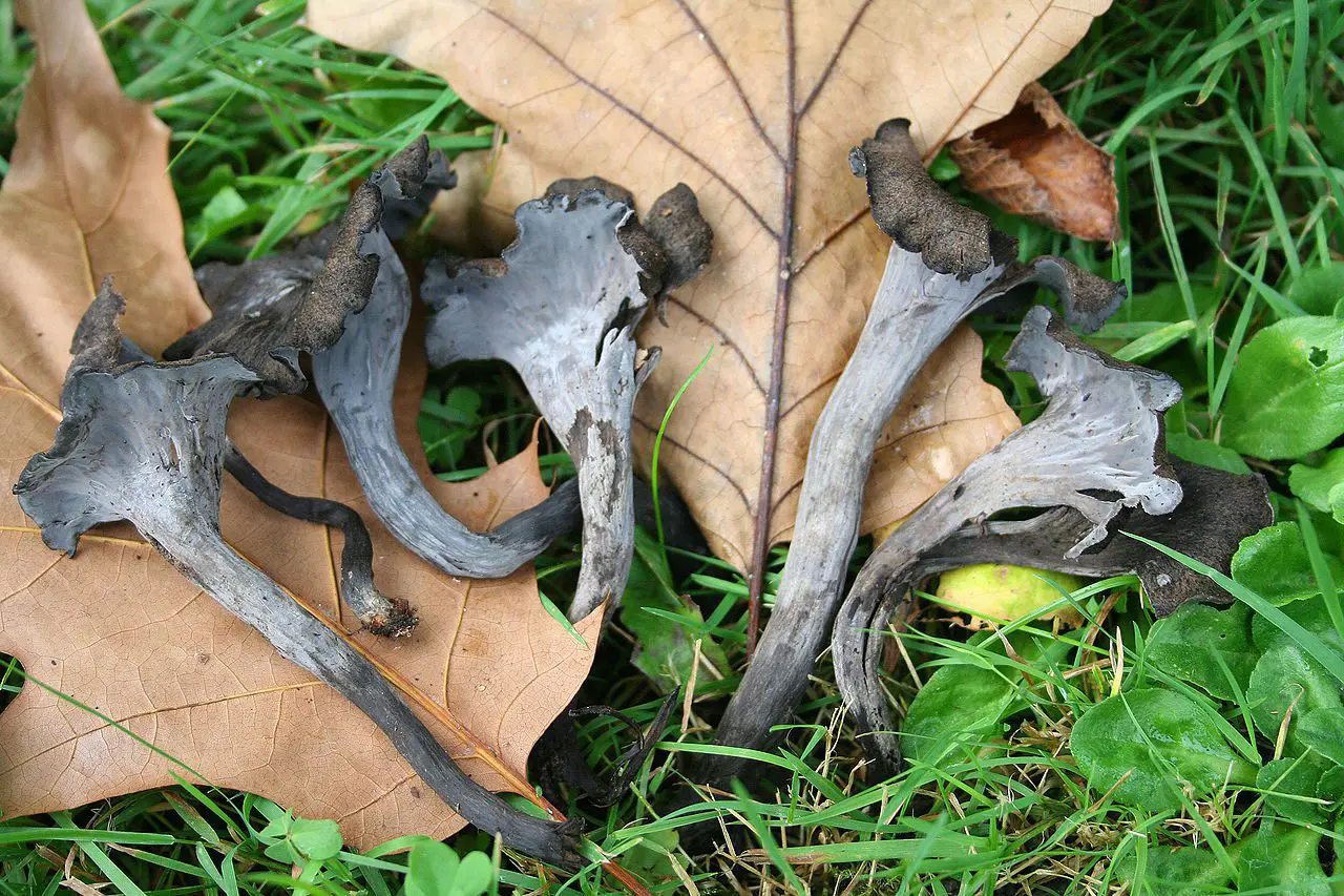 Craterellus_cornucopioides_JPG1 horn of plenty mushroom