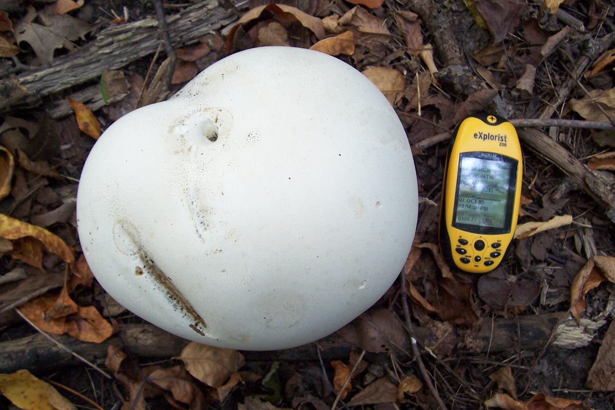Giant_Puffball Giant Puffball