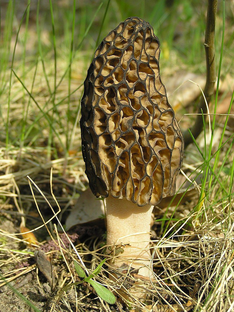 Morchella_conica Morel Mushroom