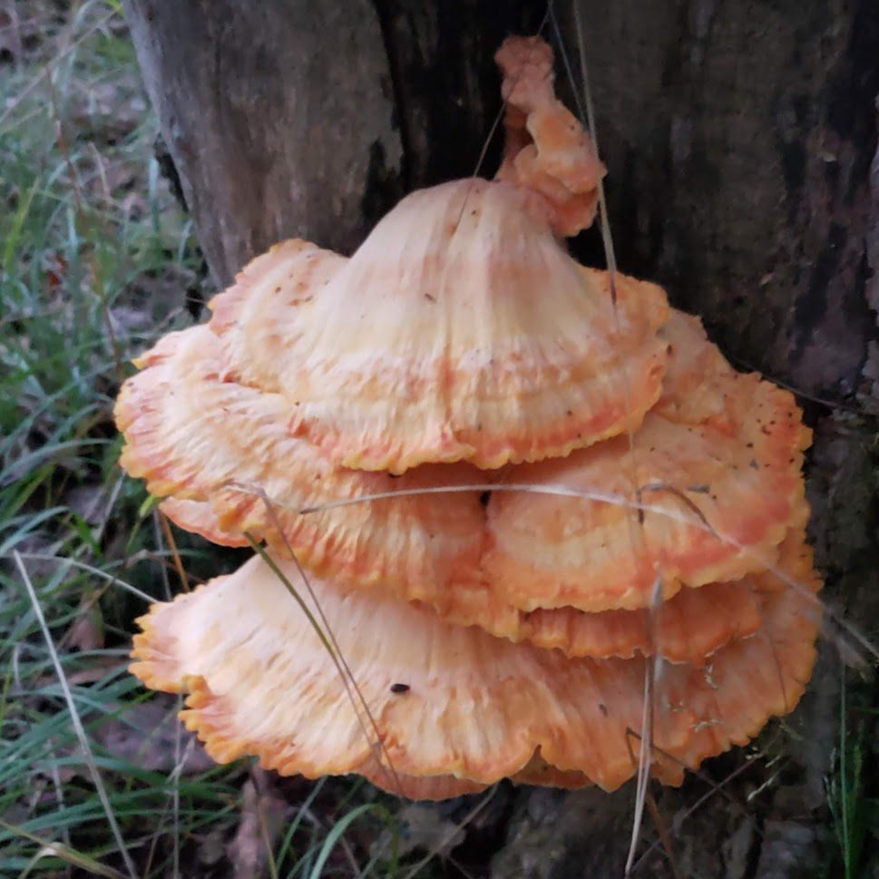 Chicken of the Woods - Western Pennsylvania
