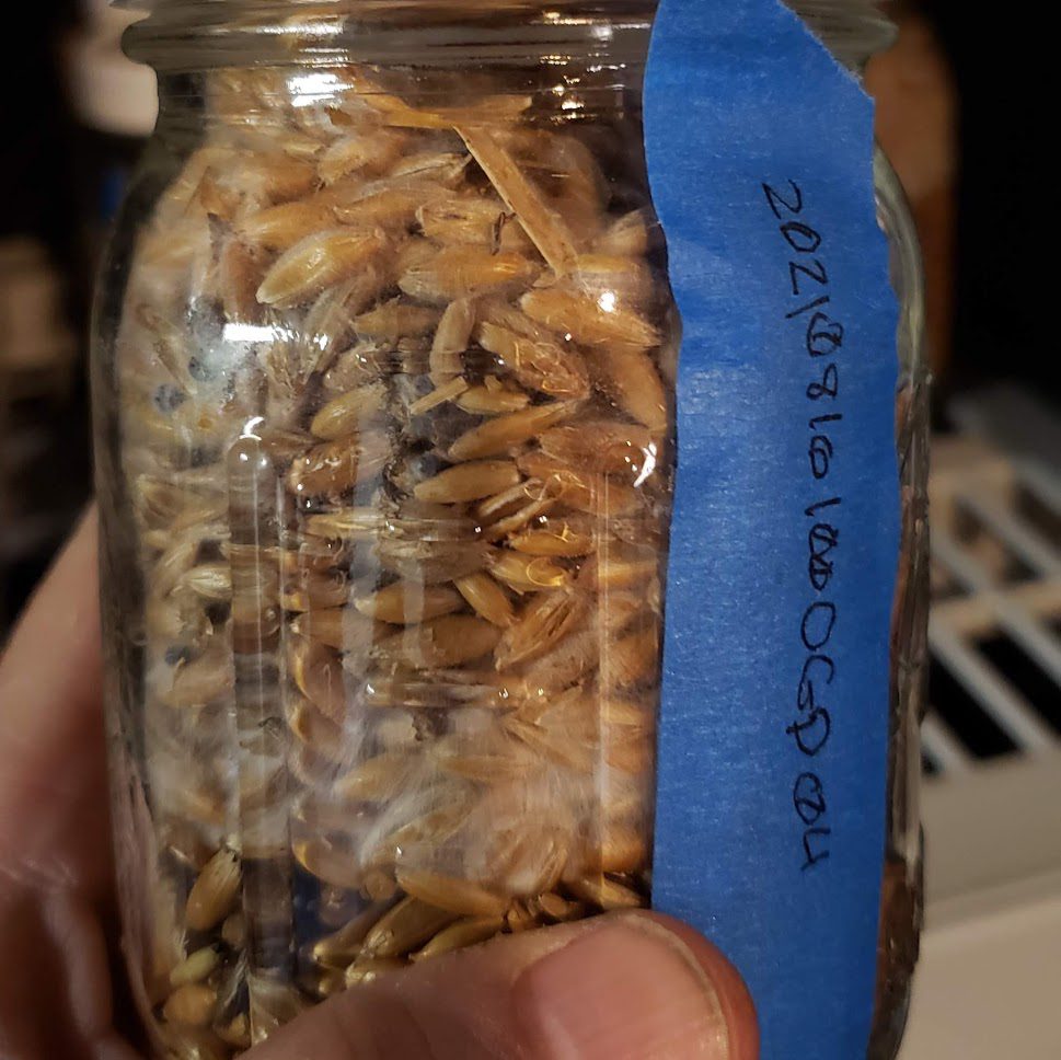 Self-healing mushroom grain jar caps