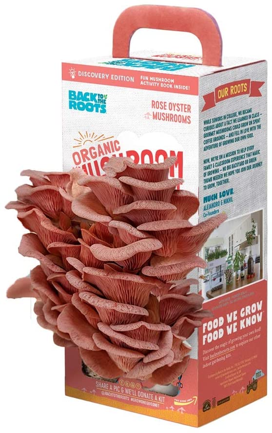 Grow Pink Oyster Mushrooms