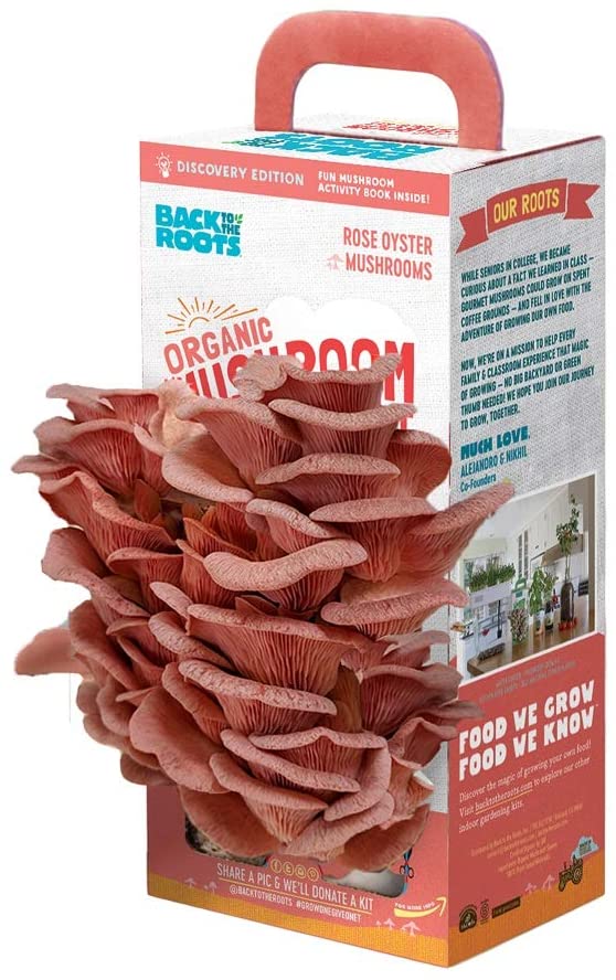 pink-oyster-grow-kit Grow Pink Oyster Mushrooms